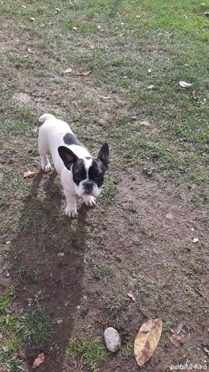 buldog francez rasa pura - imagine 3