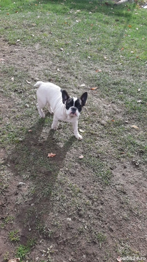 buldog francez rasa pura - imagine 5