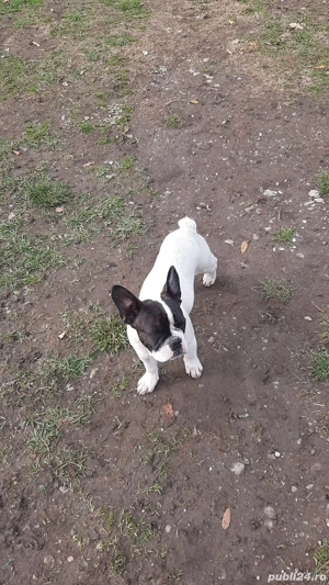 buldog francez rasa pura - imagine 2