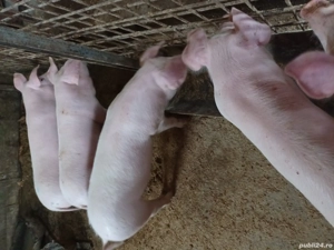 purcei de carne  - imagine 3