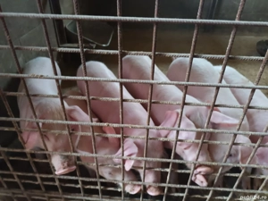 purcei de carne  - imagine 2