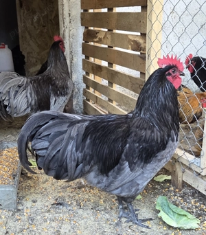 Cocosi Australorp pe negru sau albastru