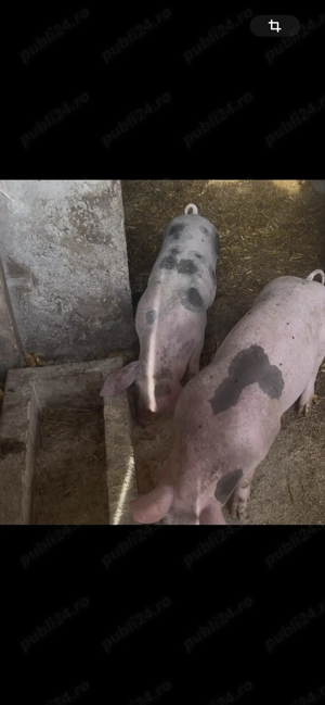 Vând 2scrofite și un porc pietrain metiș cu greutate de peste 40kg în localitatea Cretesti  - imagine 2 Vând 2scrofite și un porc pietrain metiș cu greutate de peste 40kg în localitatea Cretesti  - imagine 2