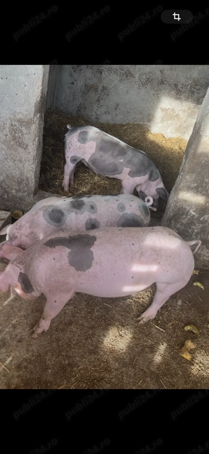 Vând 2 scrofițe și un porc pietrain metiș cu greutate de peste 40kg - imagine 5 Vând 2 scrofițe și un porc pietrain metiș cu greutate de peste 40kg - imagine 5