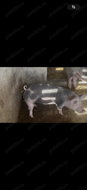 Vând 2 scrofițe și un porc pietrain metiș cu greutate de peste 40kg - imagine 3 Vând 2 scrofițe și un porc pietrain metiș cu greutate de peste 40kg - imagine 3