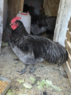 Cocosi Australorp pe negru sau albastru - imagine 3
