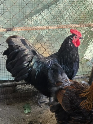 Cocosi Australorp pe negru sau albastru - imagine 2