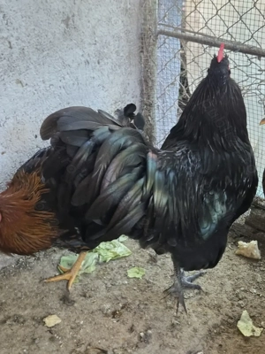 Cocosi Australorp pe negru sau albastru - imagine 4