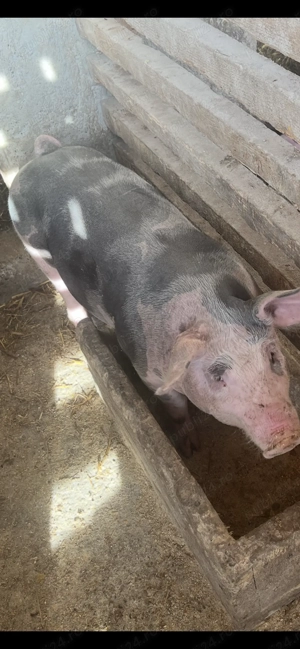 Vând 2scrofite și un porc pietrain metiș cu greutate de peste 40kg în localitatea Cretesti  - imagine 5 Vând 2scrofite și un porc pietrain metiș cu greutate de peste 40kg în localitatea Cretesti  - imagine 5