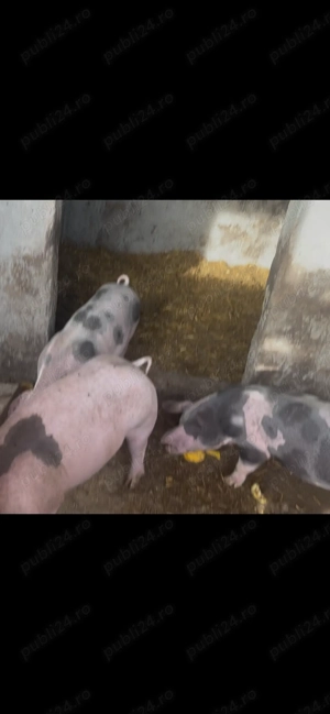 Vând 2scrofite și un porc pietrain metiș cu greutate de peste 40kg în localitatea Cretesti 