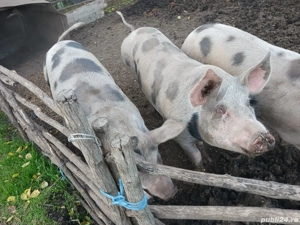 Vând porci - imagine 2