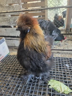 Cocosi matase japoneza 