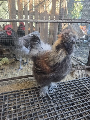 Cocosi matase japoneza  - imagine 2 Cocosi matase japoneza  - imagine 2