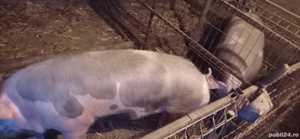 Vand porci pietrain - imagine 5 Vand porci pietrain - imagine 5