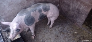 Vand porci pietrain - imagine 4 Vand porci pietrain - imagine 4