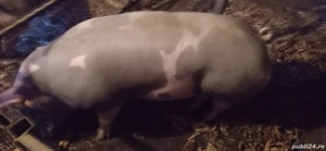 Vand porci pietrain - imagine 2 Vand porci pietrain - imagine 2