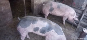 Vand porci pietrain - imagine 3 Vand porci pietrain - imagine 3