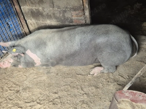 Porci de vanzare - imagine 2