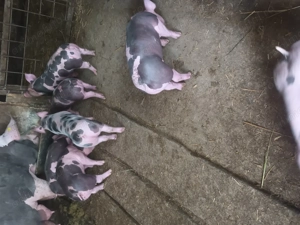 Vând purcei de carne  - imagine 2 Vând purcei de carne  - imagine 2