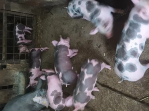 Vând purcei de carne  - imagine 3 Vând purcei de carne  - imagine 3