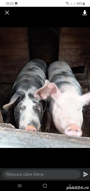 vand porci durroc - imagine 2 vand porci durroc - imagine 2