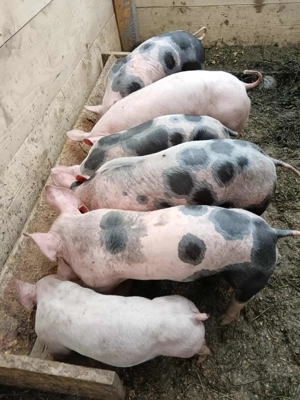 Vand purcei rasa pietrain