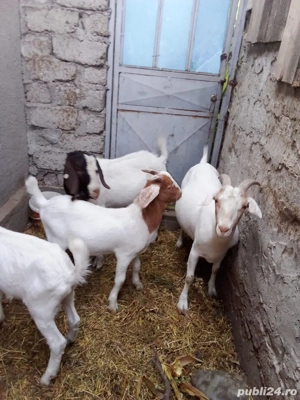 Capre de rasa Sanen si Boer  - imagine 2 Capre de rasa Sanen si Boer  - imagine 2