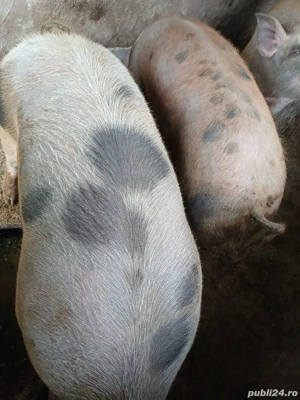 Vând porci  - imagine 4