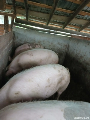 Vând porci 