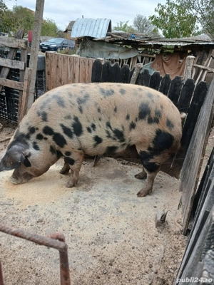 Vând porci  - imagine 5