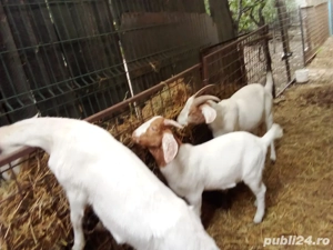 Capre de rasa Sanen si Boer  - imagine 3 Capre de rasa Sanen si Boer  - imagine 3