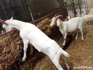 Capre de rasa Sanen si Boer  - imagine 4 Capre de rasa Sanen si Boer  - imagine 4