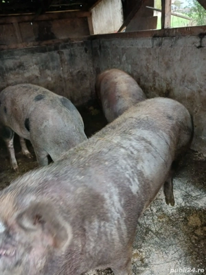 Vând porci  - imagine 2