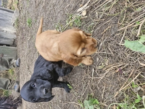 Disponibili căței de rasa cocker spaniel 