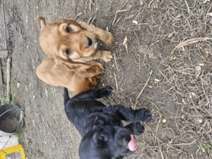 Disponibili căței de rasa cocker spaniel  - imagine 5 Disponibili căței de rasa cocker spaniel  - imagine 5