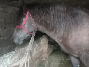 Cai , porci de Crăciun și porci mici 2 3 luni și baloți de fan