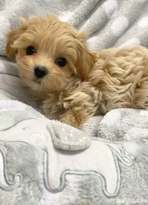 maltipoo poodle mini toy  - imagine 2