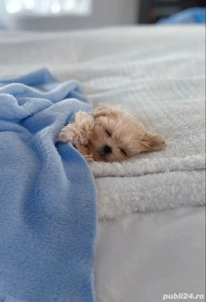 maltipoo poodle mini toy