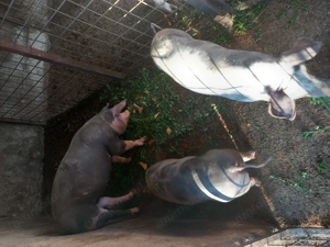 Vând 2 purcele - imagine 3