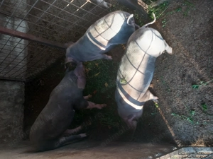 Vând 2 purcele - imagine 2