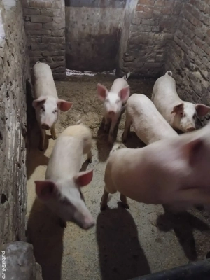 porc de vanzare - imagine 2
