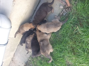 Pui ciobanesc german