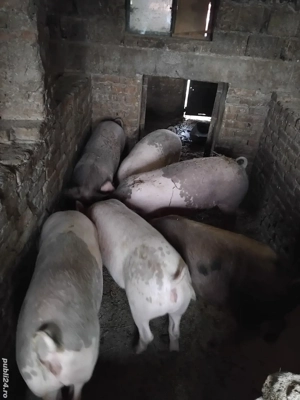 porc de vanzare - imagine 4