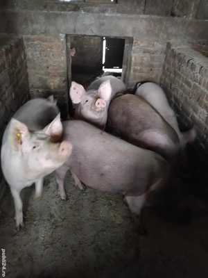 porc de vanzare - imagine 3