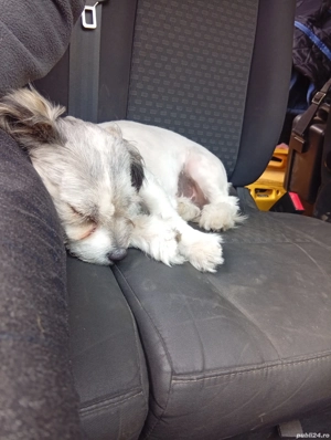 donez un caine bishon