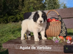 Pui Ciobănesc Românesc de Bucovina