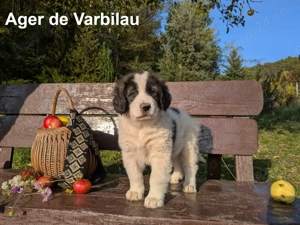 Pui Ciobănesc Românesc de Bucovina