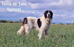 Pui Ciobănesc Românesc de Bucovina - imagine 3