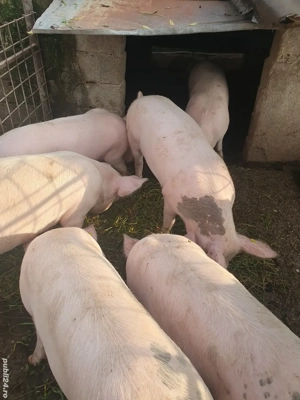 porci de vânzare 