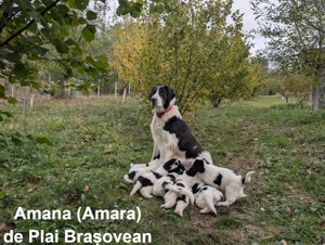 Pui Ciobănesc Românesc de Bucovina - imagine 2